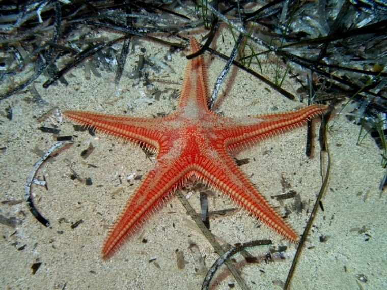 Astropecten aranciacus (Linnaeus, 1758)